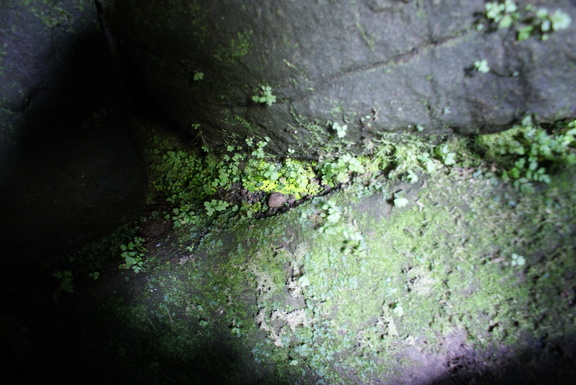 Retro-reflective lichen